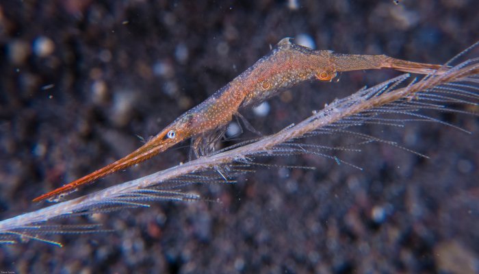 Gravid Ocelated Tozeuma Shrimp